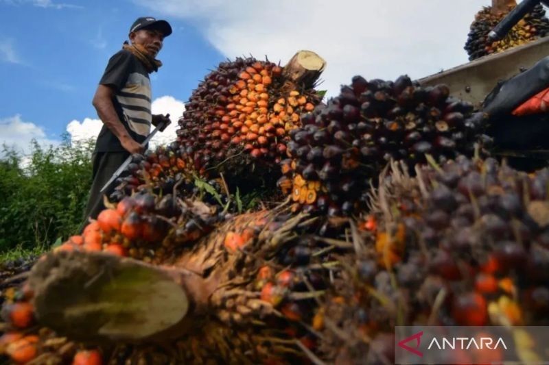 Penurunan Permintaan India Tekan Harga CPO Global