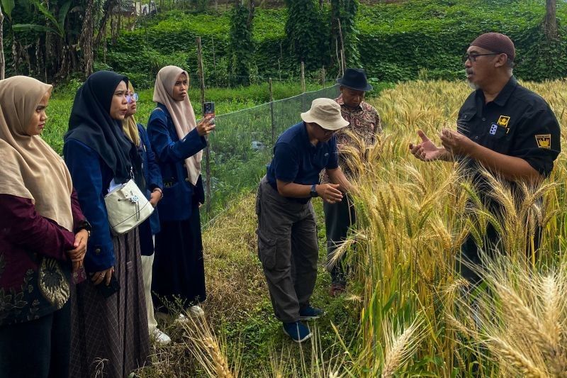 Unand Didesak Kembangkan Riset Gandum, Wujudkan Ketahanan Pangan Indonesia