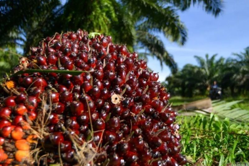 Harga TBS Kelapa Sawit Riau Turun: Petani Mitra Swadaya Terdampak