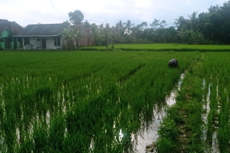 Pandeglang Salurkan Benih Unggul, Dorong Swasembada Pangan dan Sejahterakan Petani