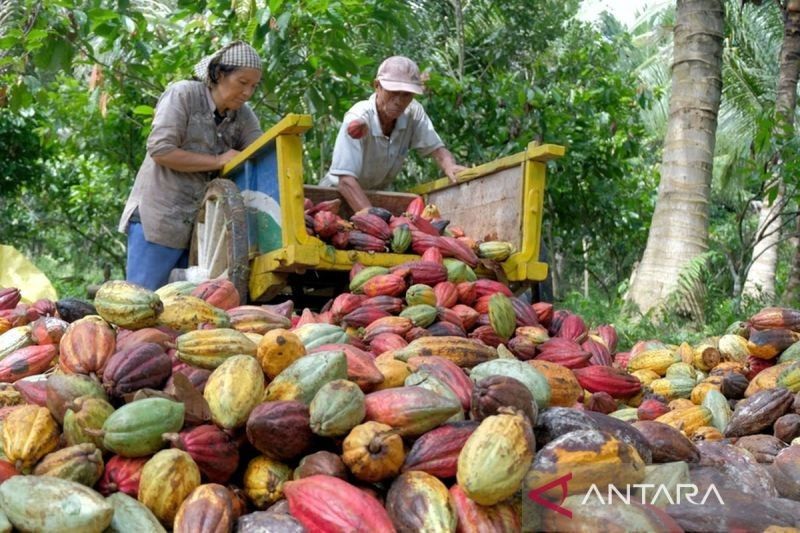Harga Kakao Nonfermentasi di Sulawesi Tenggara Tembus Rp110.000 per Kg!