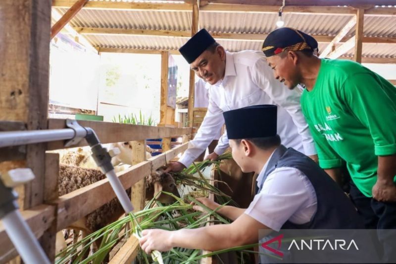Baznas Dayakan Mustahik Trenggalek lewat Balai Ternak: 20 Peternak Terima 205 Domba!