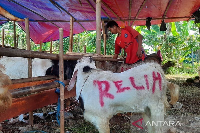Jakbar Pastikan Tempat Pemotongan Hewan Kurban Sesuai Aturan