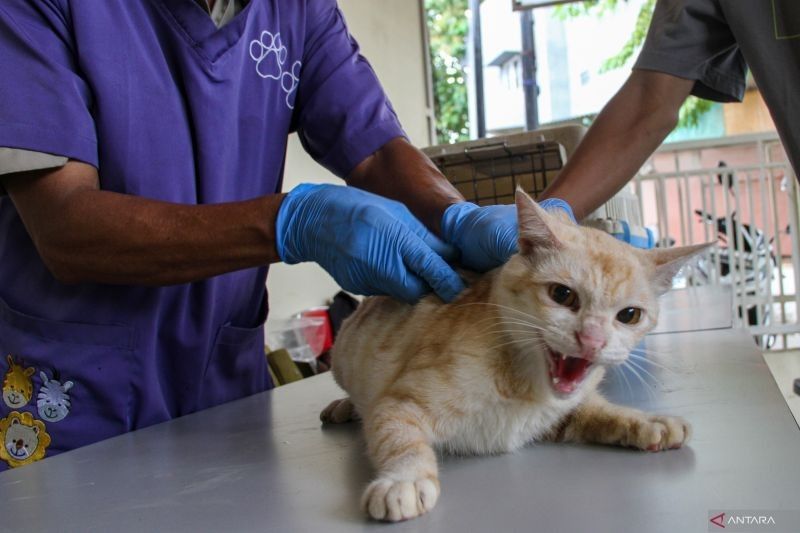Ratusan Hewan Penular Rabies Disterilisasi di Jakarta Barat
