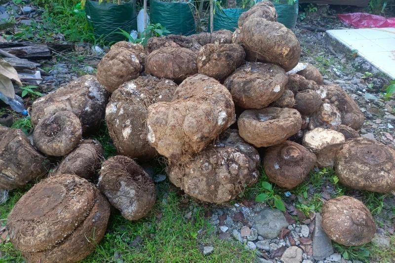 BKSDA Pasaman Gagalkan Penjualan Ilegal Umbi Bunga Bangkai