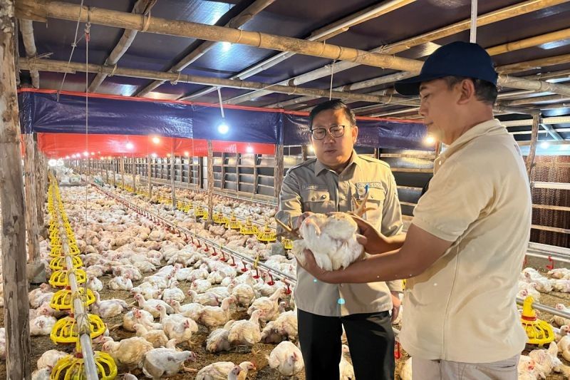 Harga Ayam Hidup Naik Usai Kementan Perkuat Pengawasan