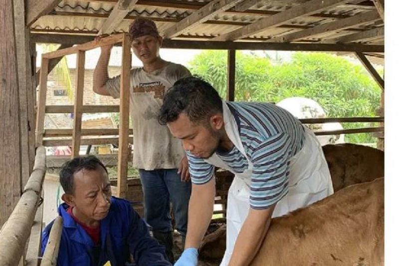 Waspada PMK! Kota Tangerang Perketat Pengawasan Ternak dan Tawarkan Vaksinasi Gratis