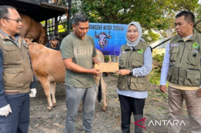 600 Sapi Madura Sehat, Siap Kirim ke Kalimantan Selatan untuk Kurban Idul Adha