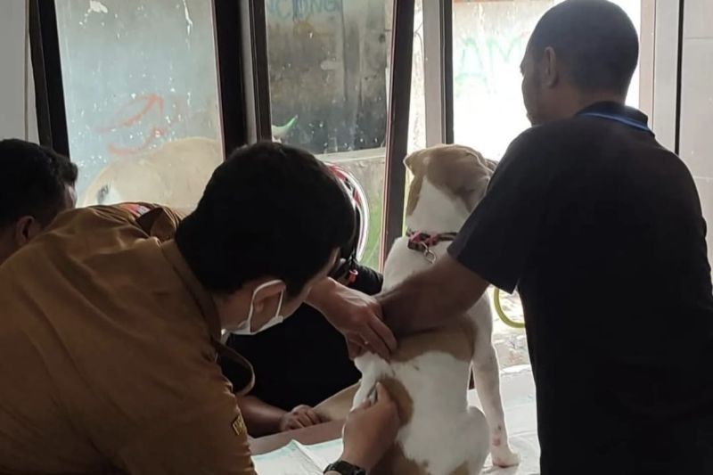 Pemkot Ambon Gencarkan Vaksinasi Rabies Hewan: Cegah Penyebaran Virus Mematikan