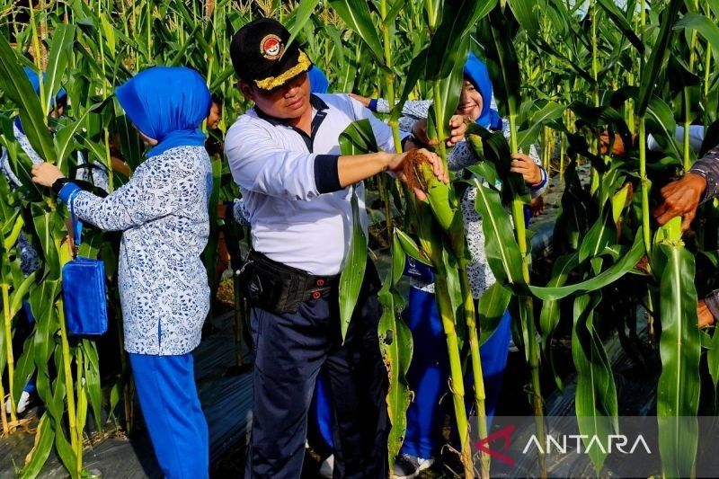 Lanal Ranai Natuna Panen 10.000 Bongkol Jagung Manis, Wujud Ketahanan Pangan