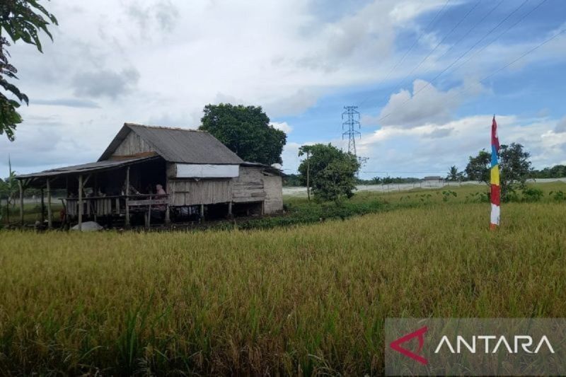 Nilai Tukar Petani Babel Anjlok 4,55 Persen di April 2025: Sektor Perkebunan Rakyat Terdampak Terbesar