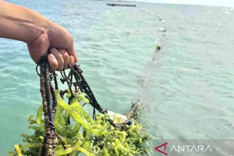 KKP Dorong Hilirisasi Rumput Laut Non-Hidrokoloid: Buka Peluang Bisnis Miliaran Dolar
