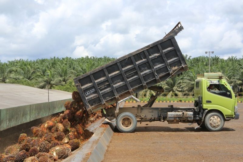 DSNG Raup Untung Rp367 Miliar di Kuartal I 2025, Harga CPO Melonjak