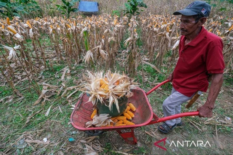 BPS Prediksi Produksi Jagung Melonjak di Semester Pertama 2025