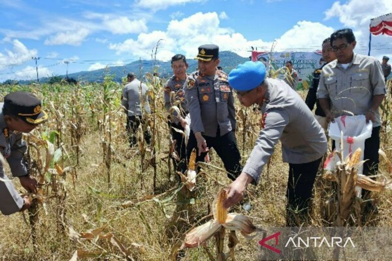 Polda Sulut Sukses Panen Jagung Perdana, Dukung Ketahanan Pangan Nasional