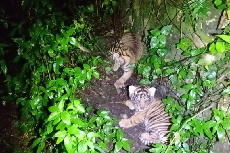 Kemenhut Umumkan Kelahiran Dua Anak Harimau Sumatera dan Temuan Individu Baru Badak Jawa