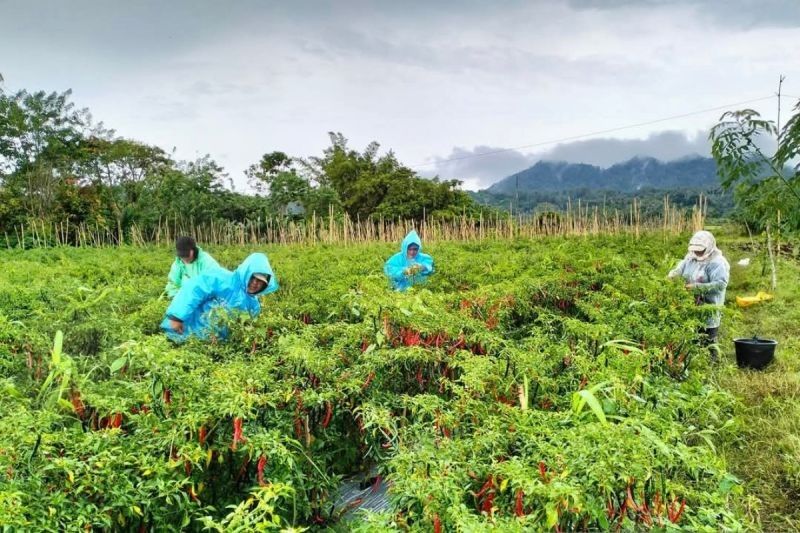 Kesejahteraan Petani Sulut Meningkat, NTP Tembus 126,19 pada April 2025!