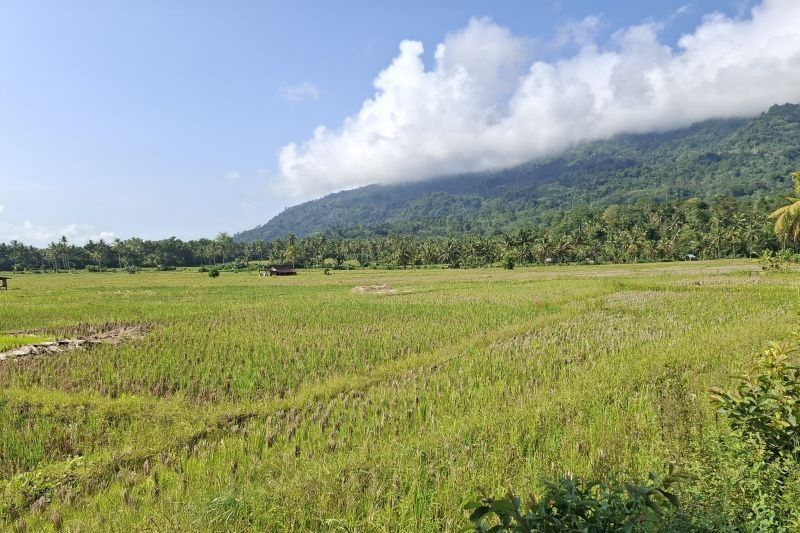 Bulog Lampung Serap Gabah Petani Capai 155 Ribu Ton, Lampaui Target Awal