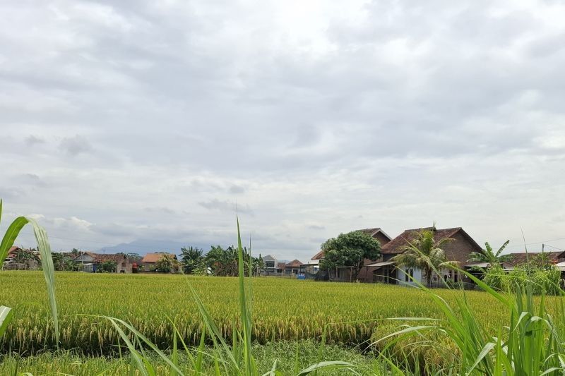 Bulog Lampunggandeng 162 Mitra Pengering Gabah, Selamatkan 6.700 Ton Gabah Basah