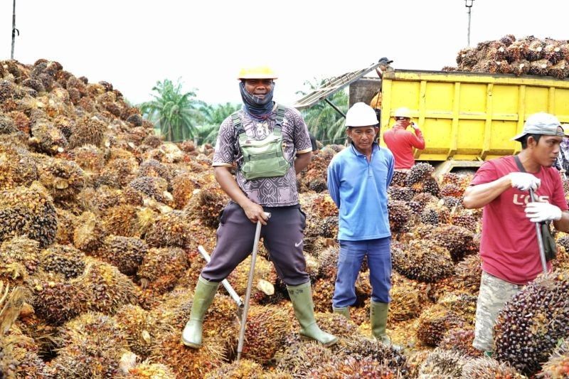 DPR Diminta Kaji Ulang Besaran DBH Sawit Bengkulu: Angka Rp40 Miliar Dinilai Terlalu Kecil