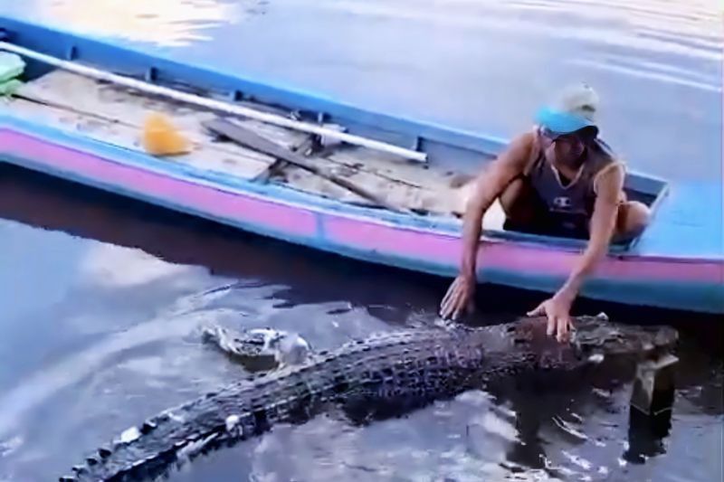 BKSDA Sampit Benarkan Penemuan Bangkai Buaya Terjerat Jala di Kotim