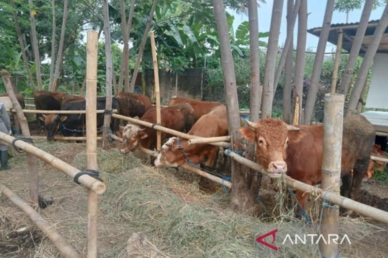 Bantul Perketat Pengawasan Kesehatan Hewan Kurban Jelang Idul Adha