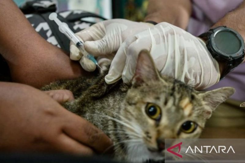 Purwakarta Berantas Rabies: Vaksinasi Hewan Peliharaan Gratis Dua Kali Seminggu