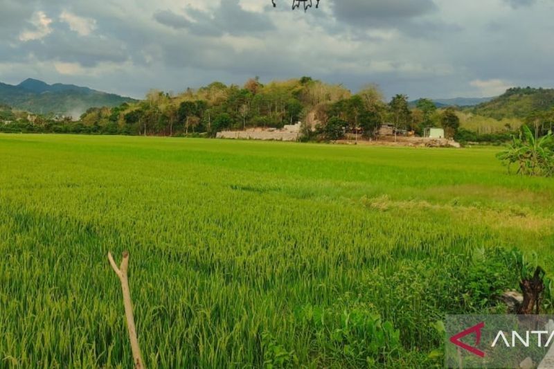 Pupuk Indonesia Pastikan Stok Pupuk Subsidi di Manggarai Barat Tercukupi