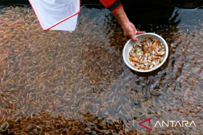 Mutu dan Keamanan Benih Ikan: Kunci Penguatan Perbenihan Nasional