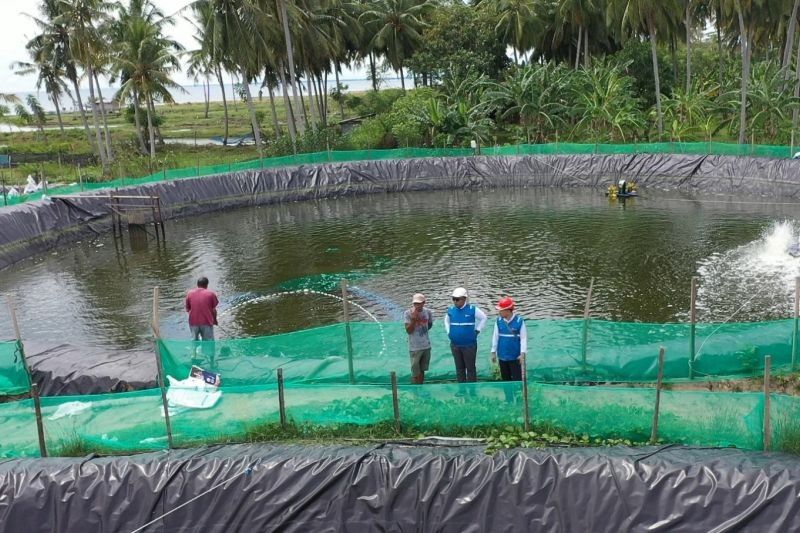 Hemat 70%! Tambak Udang Sulbar Makin Untung Berkat Listrik Hijau PLN