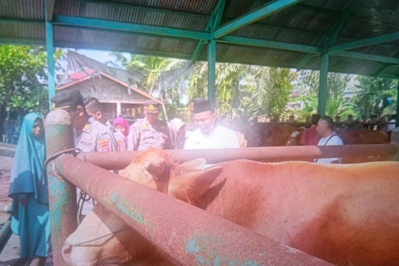 Pasaman Barat Pastikan Hewan Kurban Sehat dan Layak: Wajib Miliki SKKH