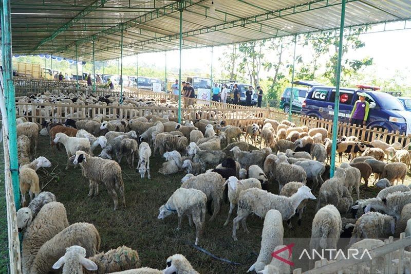 DIY Larang Dua Zona di Gunungkidul Pasok Hewan Kurban Antisipasi Antraks