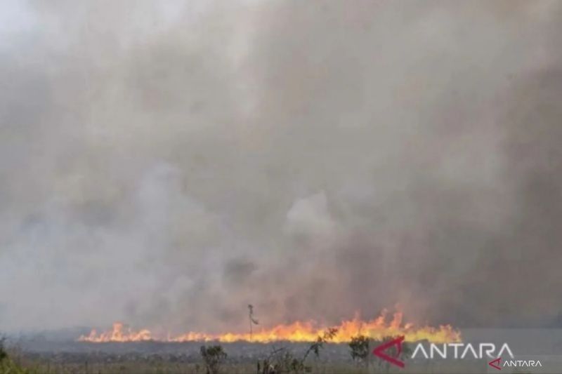 BNPB Desak Kalimantan Tengah Tingkatkan Kesiapsiagaan Karhutla