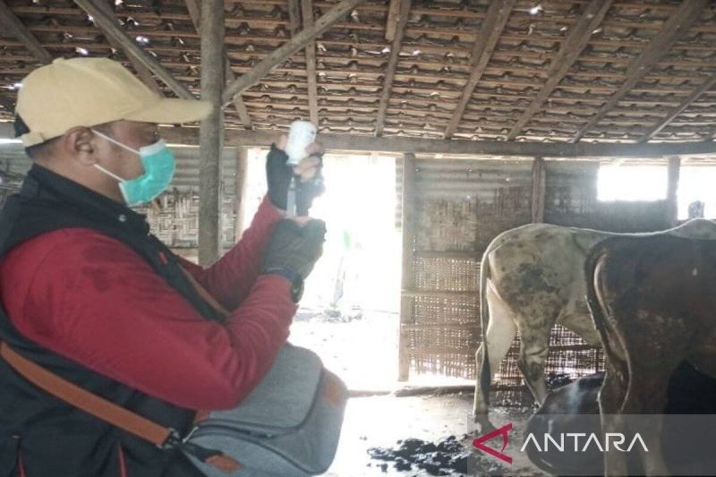 Disnakeswan Lampung Selatan Gencarkan Vaksinasi PMK Cegah Wabah pada Sapi Jelang Idul Adha