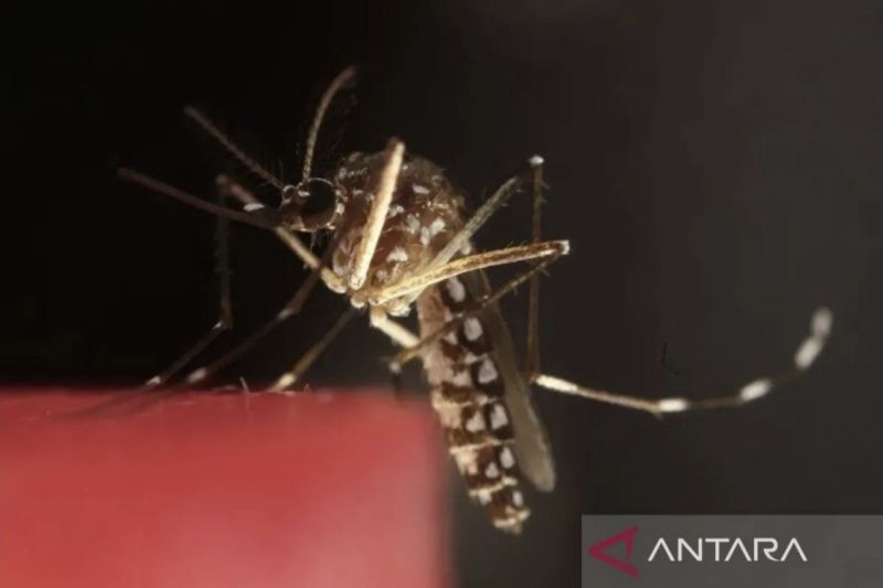 Cegah Malaria dengan Konsep ABCD: Kesadaran, Pencegahan Gigitan, hingga Diagnosis Tepat
