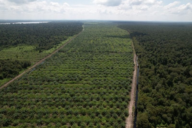 Dukungan Sosial: Kunci Sukses Perkebunan Sawit Lestari di Lahan Gambut