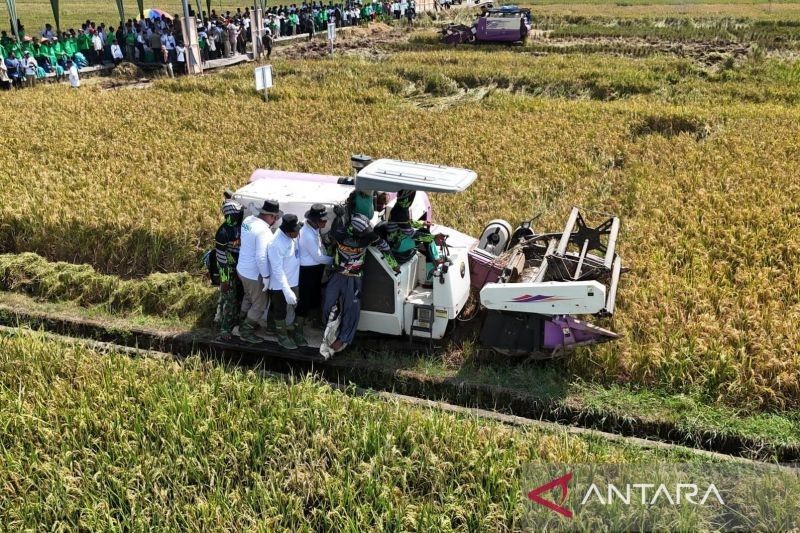 Baznas Dayakan Mustahik Purbalingga lewat Program Lumbung Pangan: Panen Raya 150 Hektare!