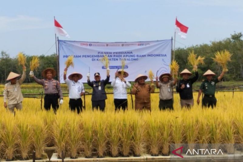 Sukses Panen Perdana Padi Apung di Tabalong, Kalsel: Inovasi Pertanian yang Menjanjikan