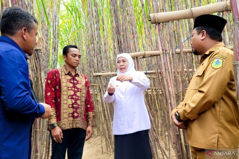 Jawa Timur: Lumbung Pangan Nusantara dengan Kontribusi Gula Nasional yang Signifikan