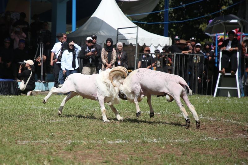 Garut Bangun Objek Wisata Adu Ketangkasan Domba: Butuh Rp36 Miliar!