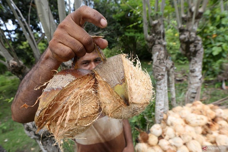 Ironi Kelapa Indonesia: Harga Melonjak, Petani Tak Makmur?
