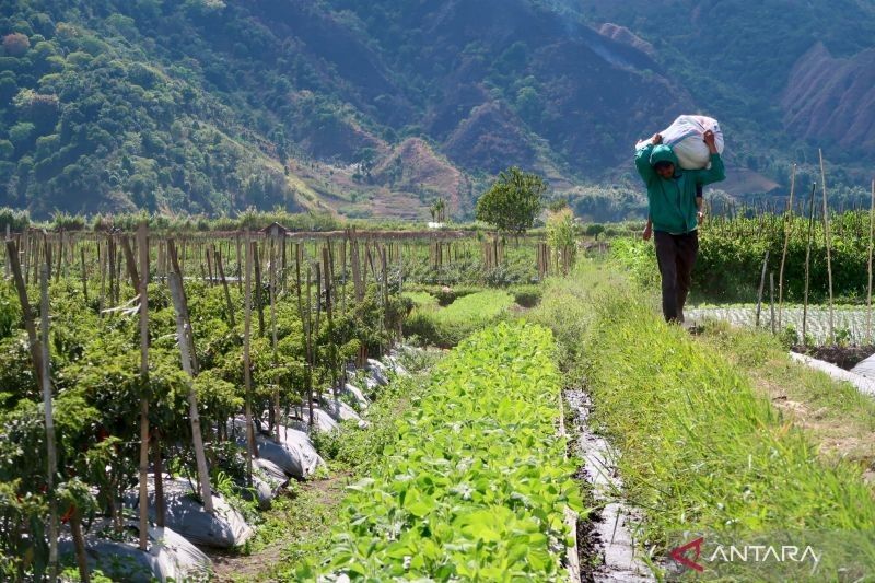NTB Perketat Izin Alih Fungsi Lahan Pertanian: Jaga Ketahanan Pangan dan Lingkungan