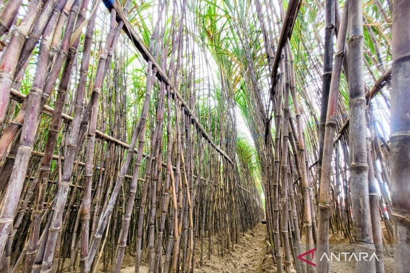 APTR Optimistis PG Asembagus Capai Target Giling Tebu 500 Ribu Ton