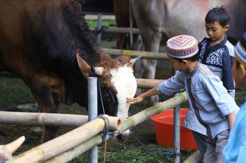 BAZNAS Kota Tangerang Luncurkan Program Kurban Berkah, Salurkan Hewan Kurban hingga ke Palestina