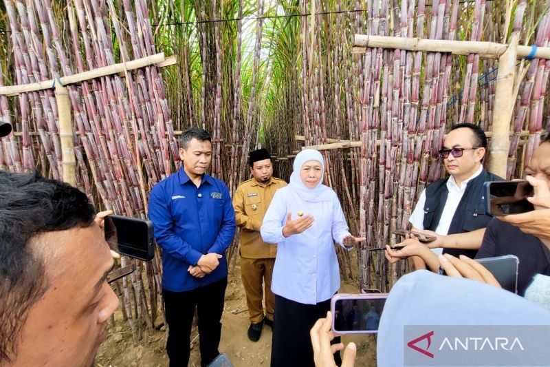 KUR Khusus Petani Tebu: Solusi Tepat Tingkatkan Kesejahteraan dan Swasembada Gula?