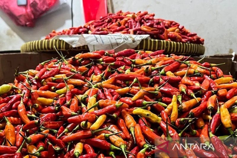 Harga Daging Ayam Turun, Cabai Rawit Merah Juga Murah!