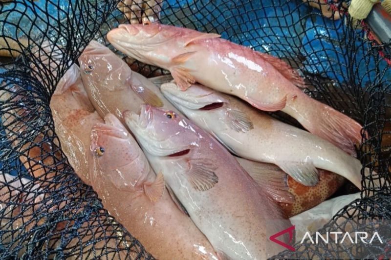 Ekspor Perikanan Maluku Triwulan I 2025 Capai 13,2 Juta Dolar AS, Udang Vannamei Jadi Primadona