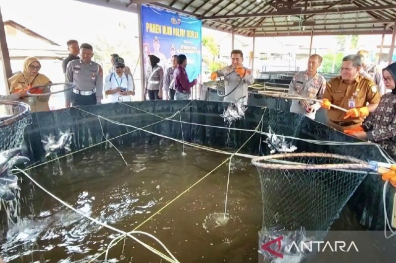 Polres Kotim Panen 200 Kg Ikan Patin, Dukung Program Makan Bergizi Gratis