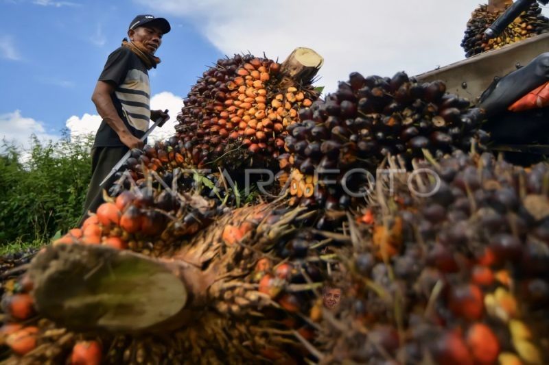 Palmstep Inception: Wujudkan Sawit Berkelanjutan di Kalteng