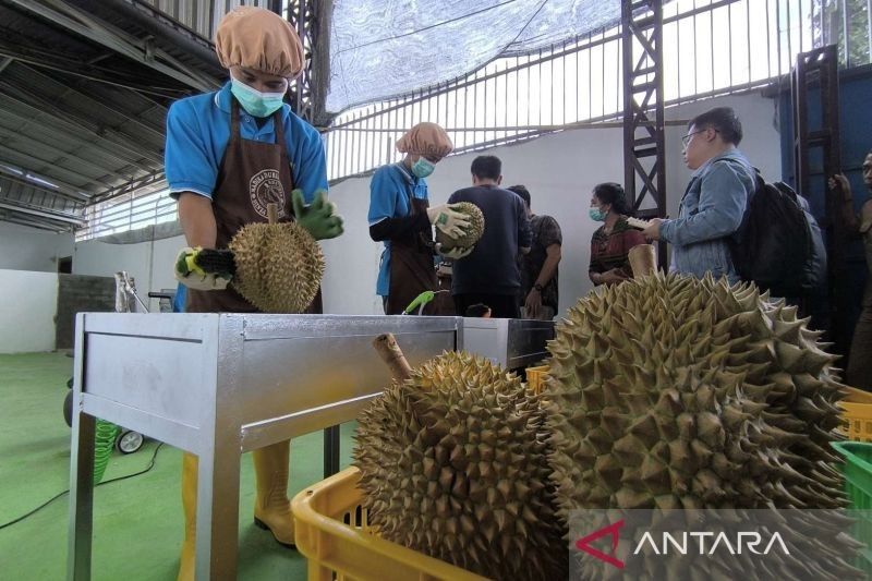 Kadin Parimo Desak Percepatan Protokol Ekspor Durian ke China